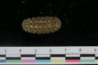 藏品(銼石鱉)的圖片